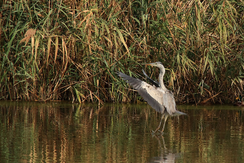 L''oasi WWF Stagni di Focognano (C.pi Bisenzio)